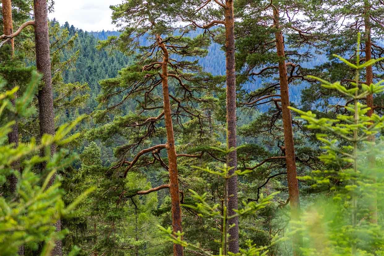 Mischwald aus Fichte, Weißtanne und Buche, ergänzt durch Kiefern.  Diese Baumarten bilden die zentrale natürliche Waldstruktur im Nordschwarzwald / © Foto: Georg Berg