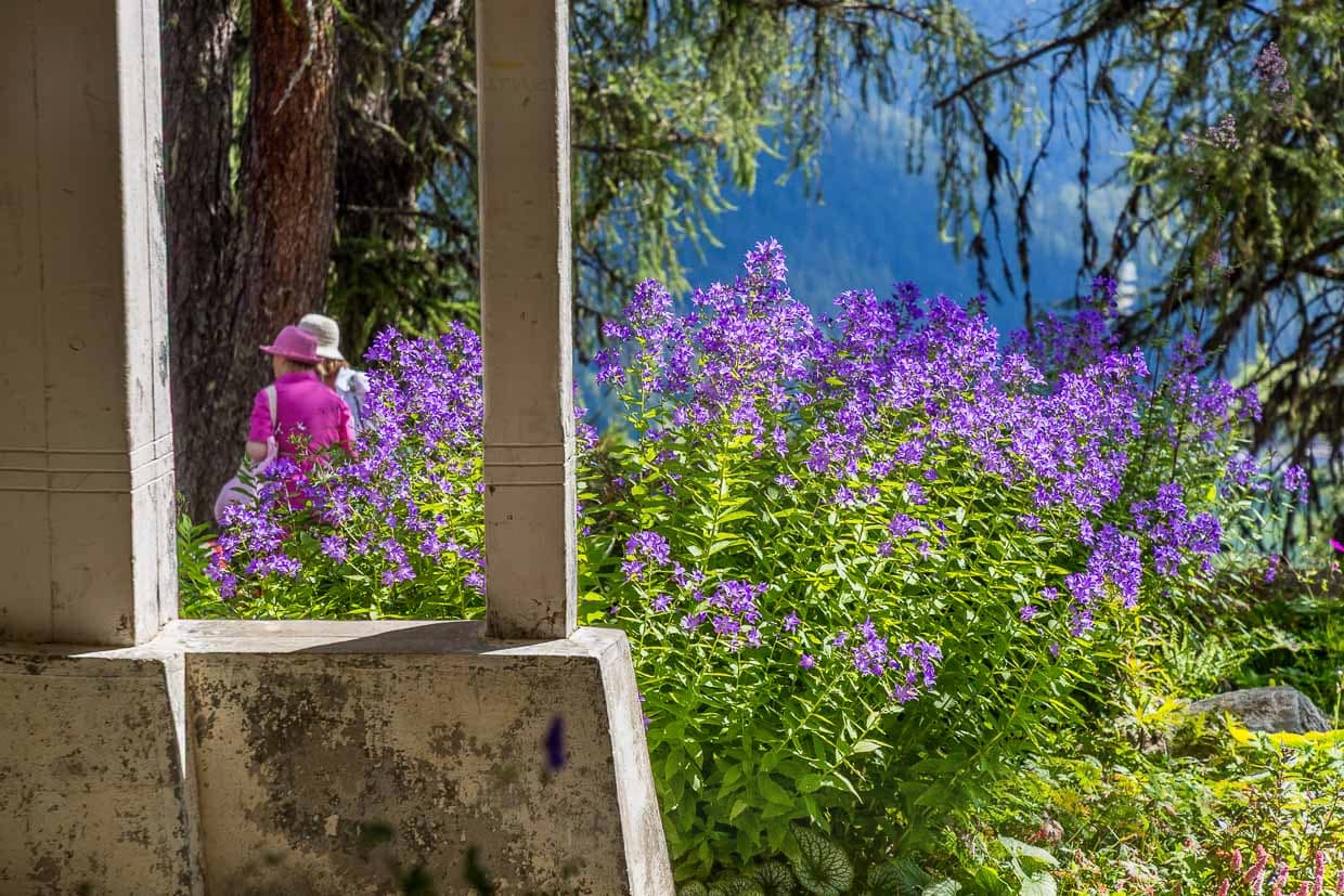 Blick von der Terrasse der Schatzalp auf blühenden Rittersporn und zwei Besucherinnen. Das ehemalige Sanatorium ist heute ein Hotel und beliebter Ausflugsort in Davos / © Foto: Georg Berg