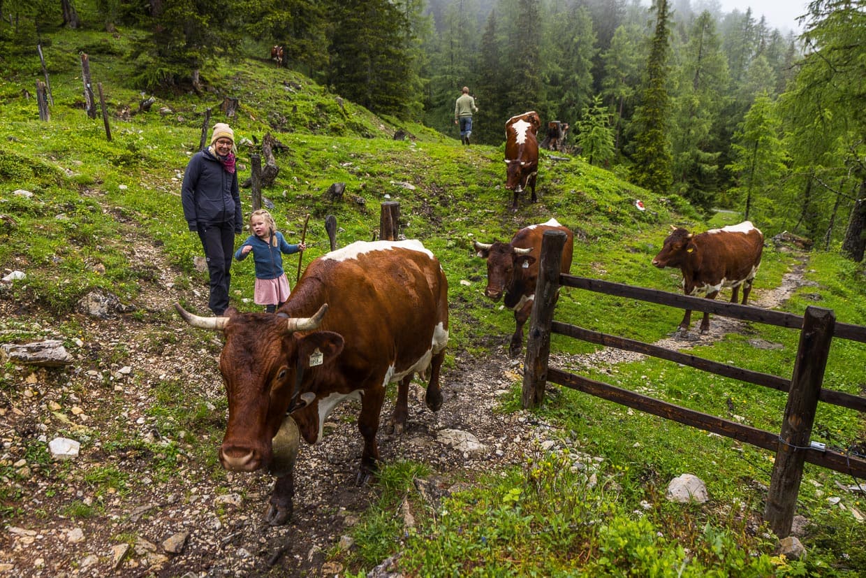 Früh morgens um 5.30 Uhr holt Almwirt Manfred Huber die Kühe von der Nachtweide. Seine kleine Tochter kennt sich bereits im Umgang mit den großen Tieren aus / © Foto: Georg Berg