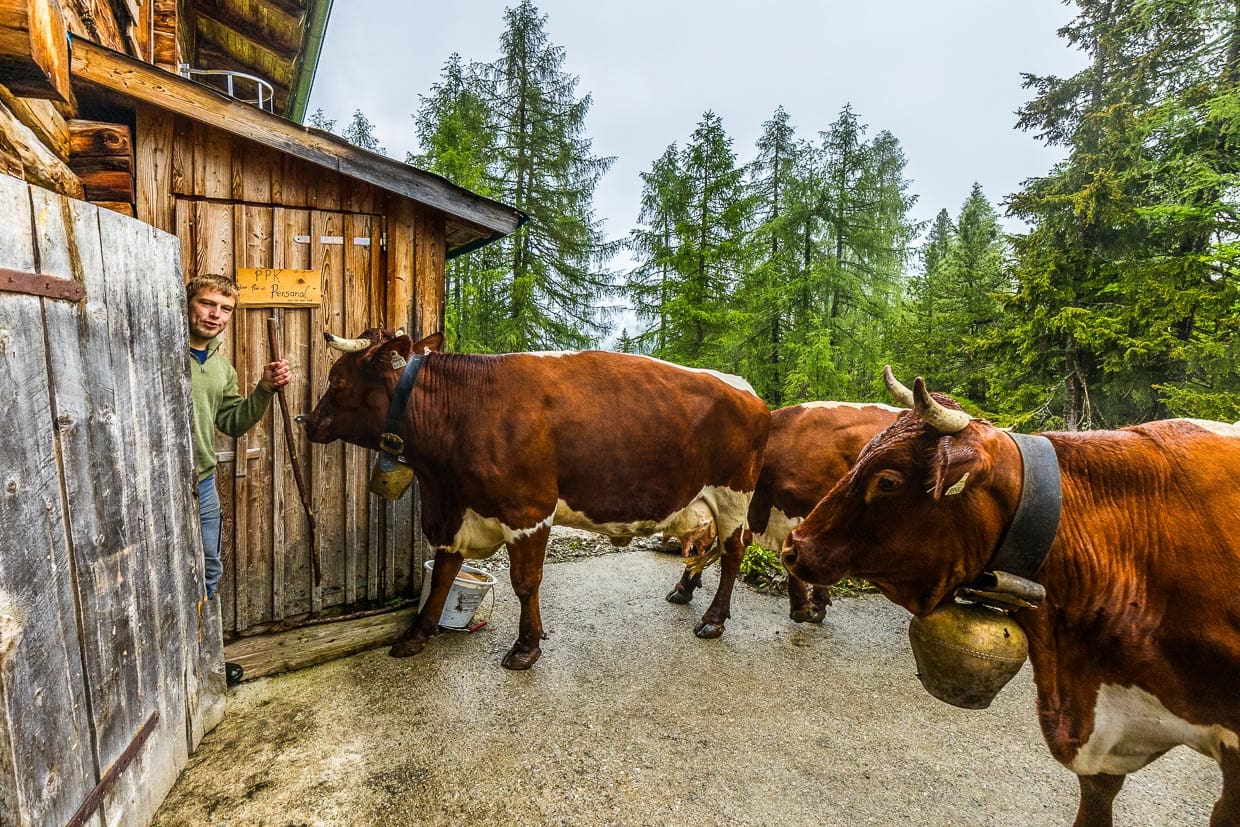 Almwirt Manfred Huber lässt die ersten fünf von zehn Kühen in den Melkstall. Die Tiere gehen von alleine an ihren Stammplatz / © Foto: Georg Berg