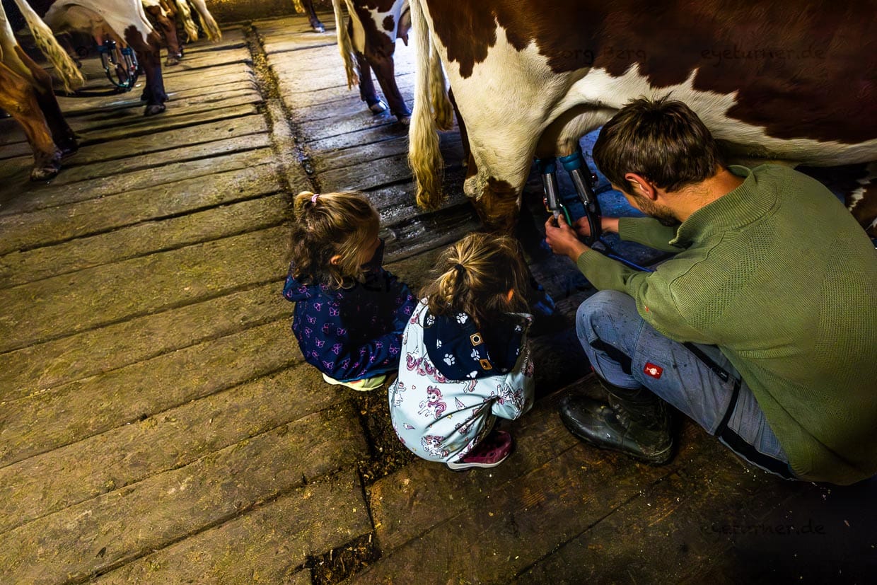Almwirt Manfred Huber zeigt zwei Gastkindern auf der Filzmoosalm wie er einer Kuh das Melkgeschirr anlegt / © Foto: Georg Berg