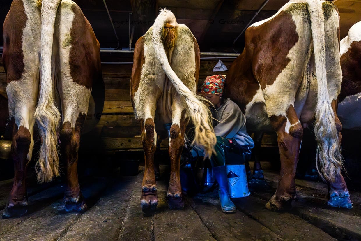 Sennerin auf der Filzmoosalm beim Melken einer PInzgauer Kuh / © Foto: Georg Berg