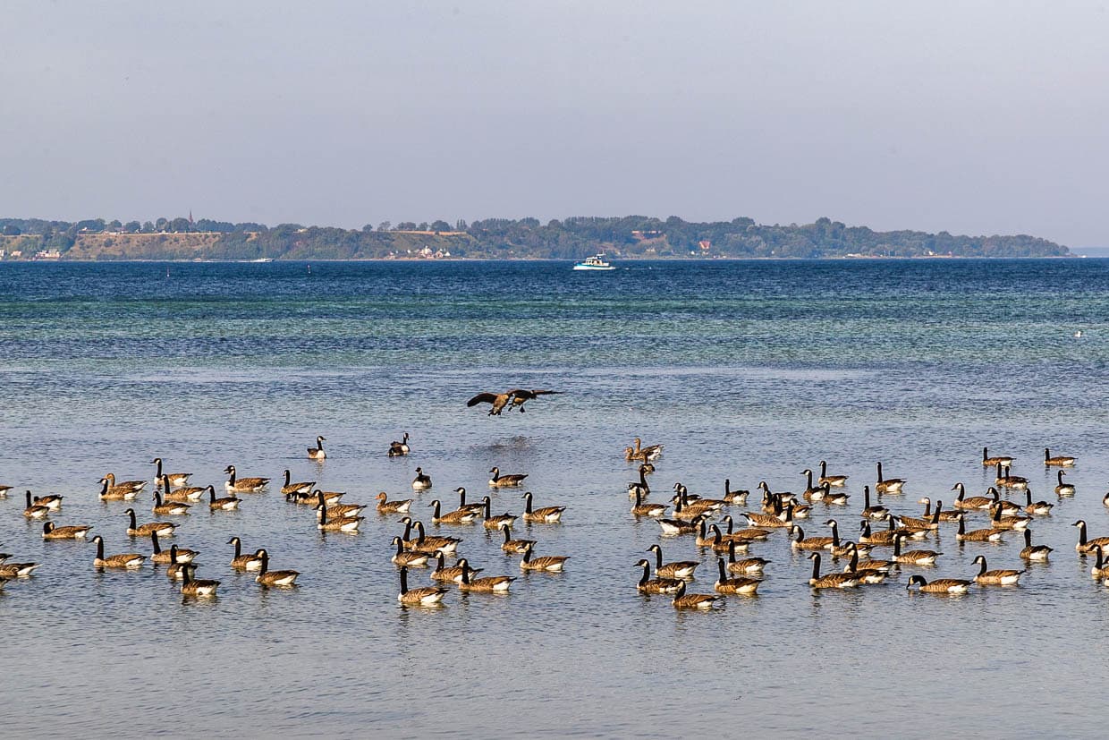 Wildgänse landen im Wasser am Ufer bei Landskrona in Südschweden / © Foto: Georg Berg