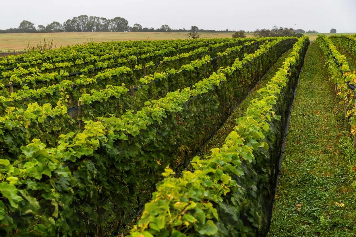 Weinanbau auf der Insel Usedom. Rund 4.000 Pflanzen und sieben unterschiedliche Rebsorten hat Christoph Kühne-Hellmessen gepflanzt. 2024 wurde die erste Cuvée vorgestellt / © Foto: Georg Berg