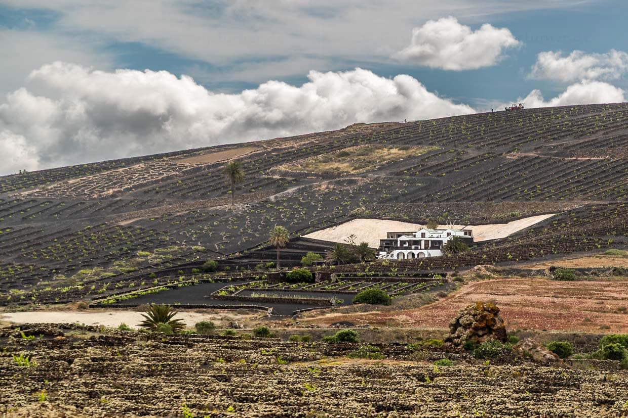 Weinberge auf Lanzarote. Die helle Fläche hinter dem Haus fängt den Niederschlag in einer Zisterne auf / © Foto: Georg Berg