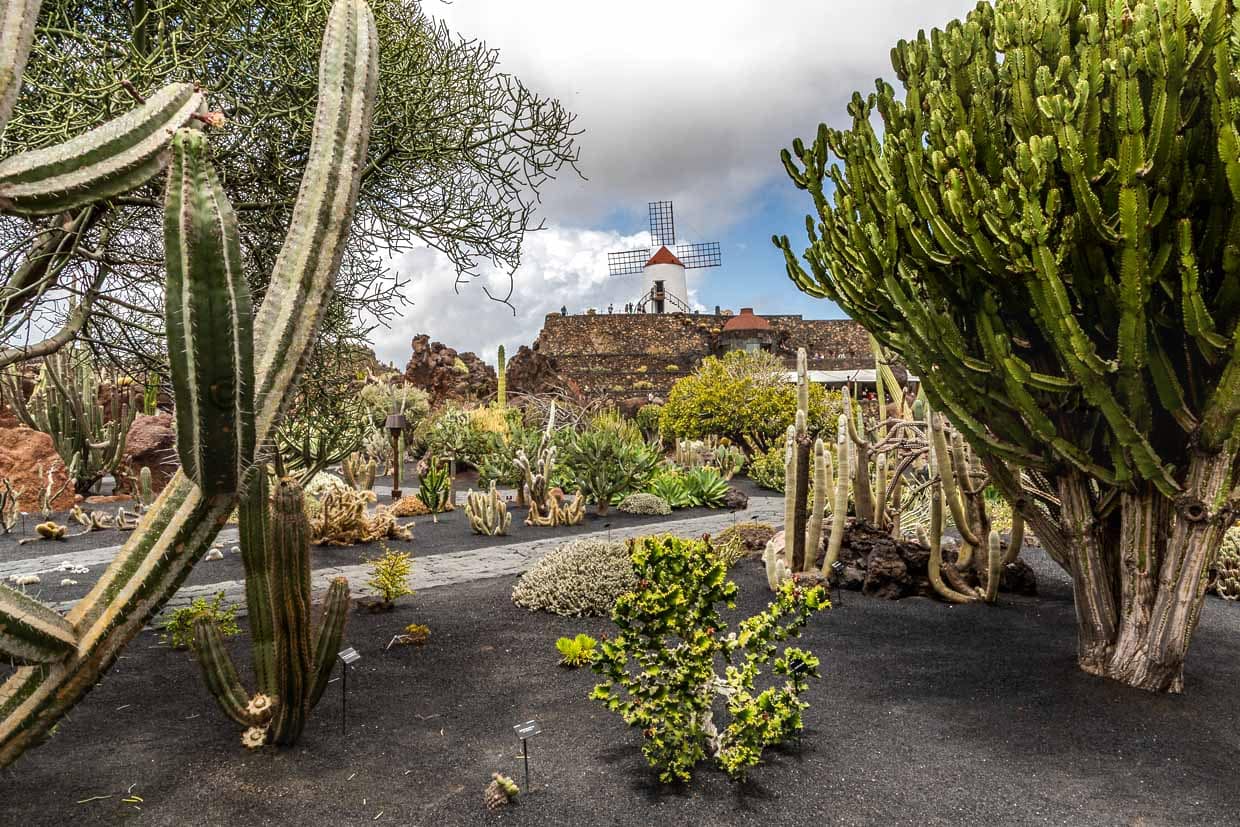 Im Kakteengarten El Jardín de Cactus auf Lanzarote leben etwa 4.500 Kakteenarten aus fünf Kontinenten. Er wurde von César Manrique entworfen und ist in einer ehemaligen Deponie als terrassenförmiges Amphitheater mit Lavasteinmauern angelegt / © Foto: Georg Berg