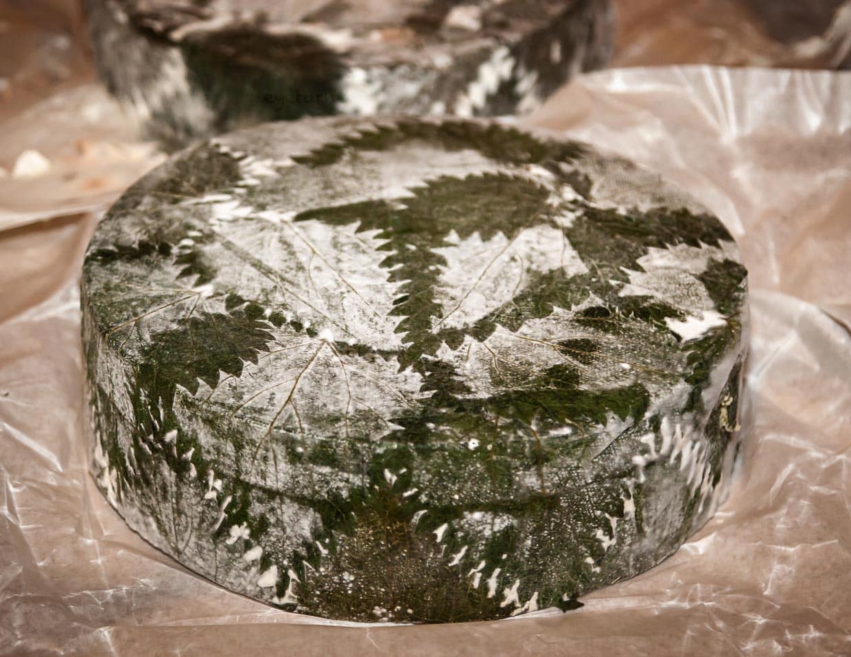 Hier ein schönes Beispiel für eine Käse-Verfeinerung. Der Cornish Yark wird von den Jungheims in Brennnesselblätter gewickelt. Der Käse atmet weiter und die Blätter fermentieren mit der Zeit / © Foto: Georg Berg