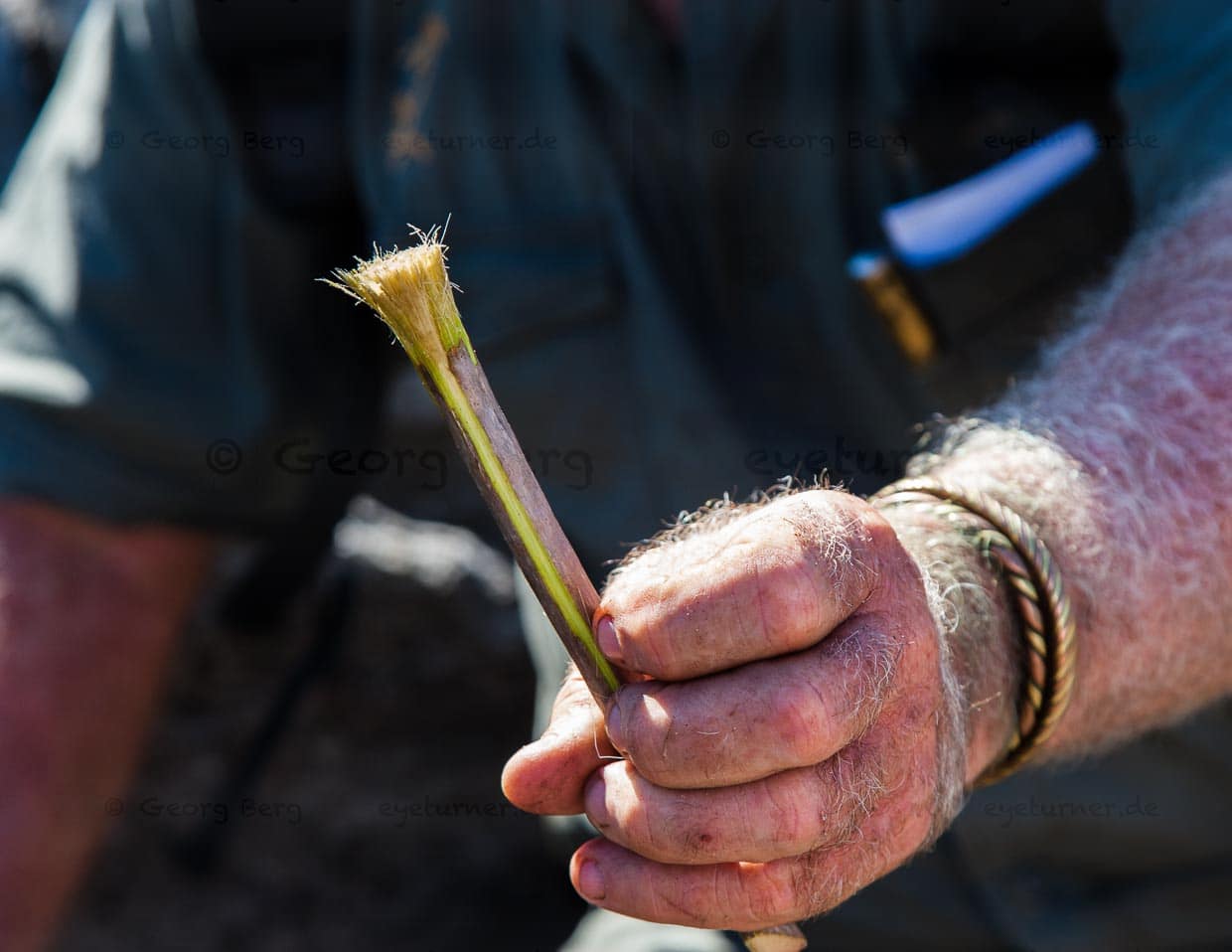 Mit solchen Pinseln wurden schon vor 20.000 Jahren Felsmalereien hergestellt / © Foto: Georg Berg