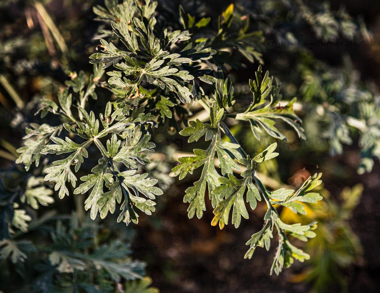 Im Val de Travers gedeiht Wermut besonders gut. Wermut, Anis und Fenchel machen den typischen Geschmack von Absinth aus. Die grüne Farbe kommt vom Chlorophyll des Wermuts sowie von anderen verwendeten Kräutern wie Ysop und Zitronenmelisse / © Foto: Georg Berg