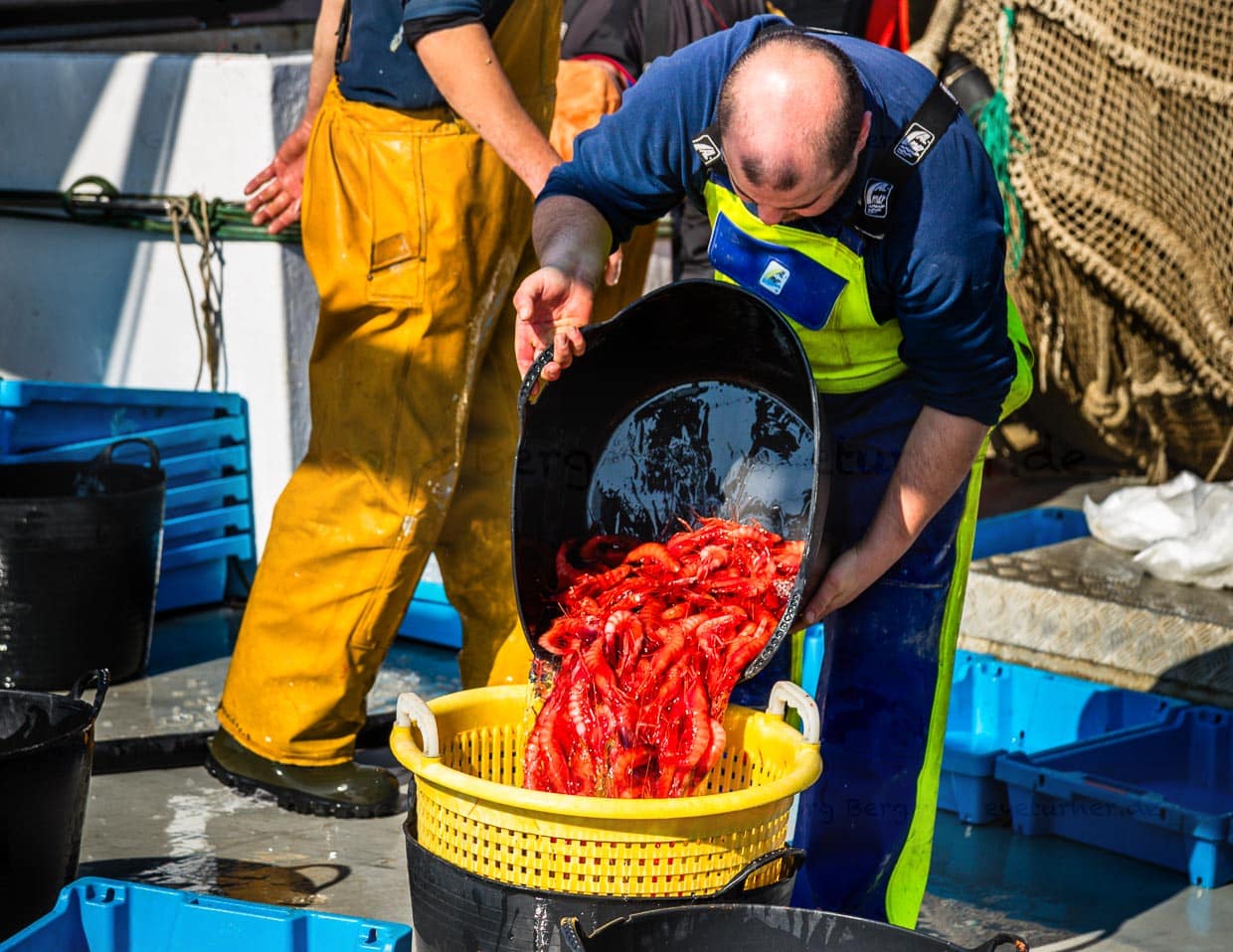 Tiefrot sind diese Gambas, die nun auf dem direkten Weg vom Trawler in die Auktion gehen. Sie werden im 2.000 Meter tiefen Canyon direkt vor Palamós gefischt. Katalanische Fischauktion in Palamós / © Foto: Georg Berg