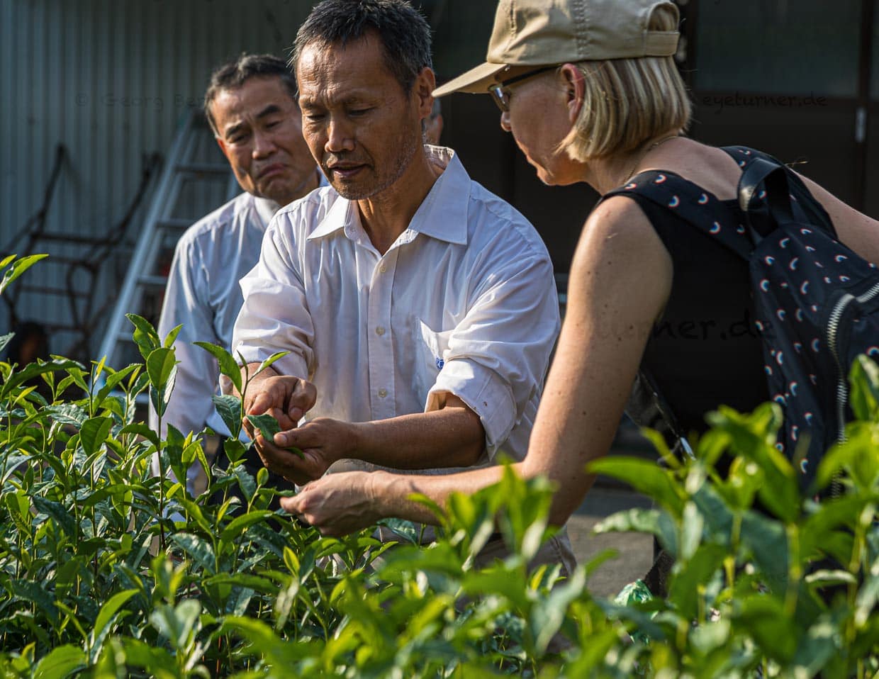 Die Ernte bei den Uchinos findet im Mai statt. Vier Familienmitglieder und 30 Arbeiter machen sich dann ans Werk. Gepflückt werden die obersten drei Blätter, nicht mehr. Sie werden ganz kurz bedampft, getrocknet und der Größe nach sortiert / © Foto: Georg Berg