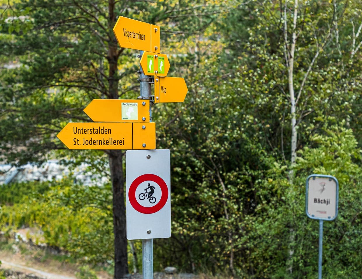 Der Reblehrpfad und der Tärbiner Kulturweg. Es spricht nichts dagegen, aber einiges dafür, ihn in beide Richtungen zu wandern. Ein Richtungswechsel ist auch immer ein Perspektivwechsel und unterwegs gibt es viel zu entdecken / © Foto: Georg Berg