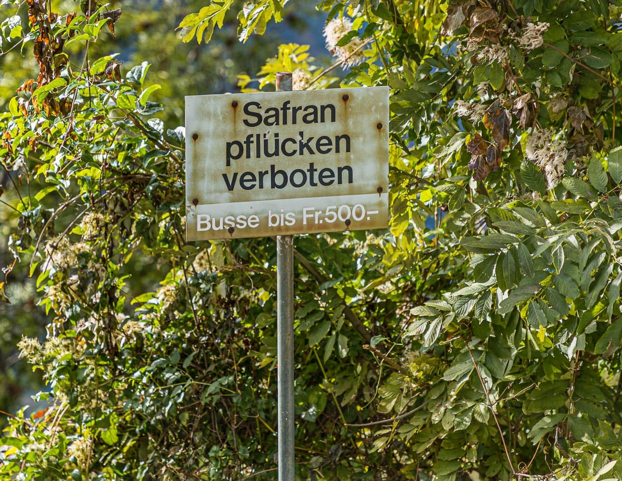 Die Safran-Äcker von Mund sind für Spaziergänger gut erreichbar. Streng verboten ist nur das Pflücken / © Foto: Georg Berg