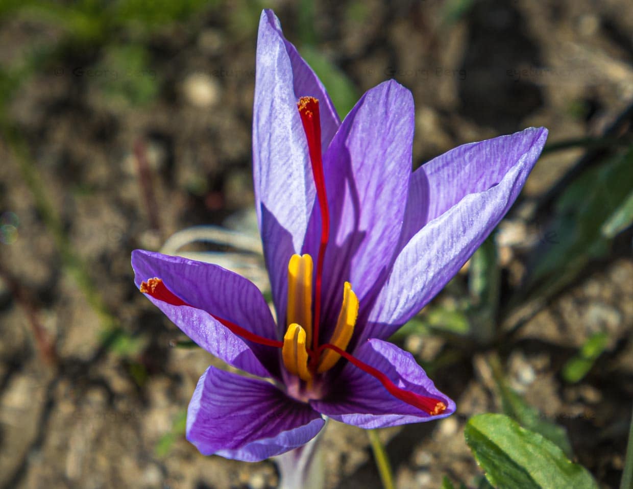 Crocus sativus. Über Nacht erscheint die Safranblüte und entfaltet sich am Tag. Die drei roten Narbenfäden sind das begehrte Safrangewürz / © Foto: Georg Berg