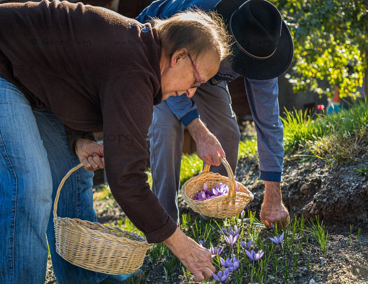 Die Safranernte geschieht in Handarbeit / © Foto: Georg Berg