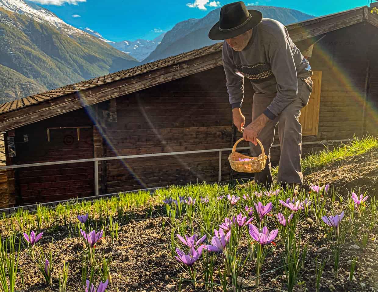 Safranernte in der Schweiz / © Foto: Georg Berg