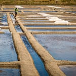 Bretagne Guerande: Salzbauer Paludier in seinem Kanalsystem / © Foto: Georg Berg