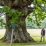 Die Eiche ist über 500 Jahre alt. Ihren Namen hat sie vom Dichter Ambrosius Stub, der gerne an ihrem Stamm Platz nahm und dichtete. Svendborg, Dänemark / © Foto: Georg Berg