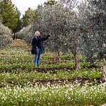 1999 wurden auf Taurenne 11.000 Olivenbäume neu gepflanzt. Im Abstand von 5 auf 6 Meter sind sie geschützt vor den kalten Nordwinden / © Foto: Georg Berg