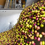 In einer hochmodernen Ölmühle werden die Oliven sofort nach der Anlieferung weiterverarbeitet, gewaschen und mit Kern zerkleinert. Es werden sowohl reife dunkle als auch noch grüne Oliven der selben Sorte verwendet / © Foto: Georg Berg