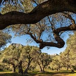 Hain der alten Olivenbäume "L'Oliveraie de La Farlède". Im Schutz des Berges Mont Coudon konnten diese Bäume den sehr harten Frost im Februar 1956 überstehen / © Foto: Georg Berg