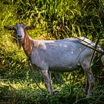 Ziegen finden auf Grenada das beste Futter weil das Land fruchtbar ist und genug Regen fällt. Übrigens sind Gerichte mit Ziegenfleisch auf der Insel eine kulinarische Delikatesse / © Foto: Georg Berg