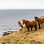 Islandponys müssen in Island Pferd genannt werden / © Foto: Georg Berg