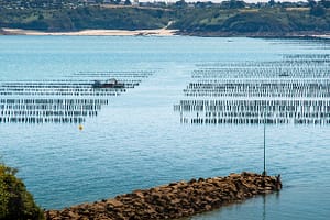 Austernkultur  in Pléboulle, Frankreich / © Foto: Georg Berg