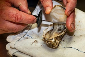 Öffnen einer Auster mit dem Austernmesser / © Foto: Georg Berg