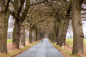 Eichenallee in Mecklenburg-Vorpommern / © Foto: Georg Berg