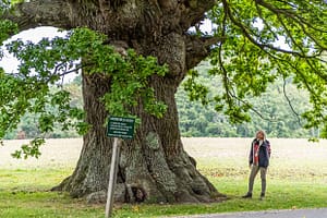Die Eiche ist über 500 Jahre alt. Ihren Namen hat sie vom Dichter Ambrosius Stub, der gerne an ihrem Stamm Platz nahm und dichtete. Svendborg, Dänemark / © Foto: Georg Berg