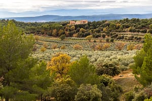 Olivenhaine charakterisieren die Landschaft / © Foto: Georg Berg