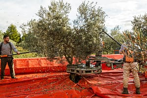 Kurz aber heftig: der Olivenbaum wird mechanisch geschüttelt, während gleichzeitig zwei Erntehelfer mit den elektrischen Harken durch die Blätter gehen / © Foto: Georg Berg