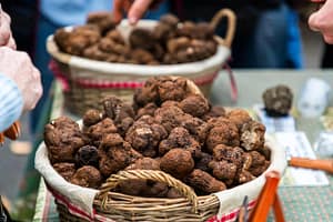 Der Trüffelmarkt in Aups findet von Anfang Dezember bis März immer donnerstags statt. Der Trüffelmarkt von Aups ist der drittgrößte seiner Art in ganz Frankreich. Hier verkaufen die Trüffelhändler direkt an Endkunden. Woanders sind beim Trüffelhandel meist Großhändler zwischengeschaltet / © Foto: Georg Berg