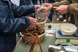 Tuber Melanosporum wird auch Schwarzer Trüffel genannt. Er ist sehr begert und gehört zu den teuersten Speisepilzen der Welt. Kurz vor Weihnachten steigt der Preis pro Kilo auf 1.000 Euro oder mehr / © Foto: Georg Berg