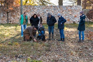 In der Region Var beweitzen die meisten Trüffelzüchter privates Land, auf dem sie Eichenbäume pflanzen und die Wurzeln des Baumes mit den Pilzsporen impfen. Auf der Domaine de Majastre in Bauduen (Provinz Var) wird die Trüffelsuche mit Spürhund auch Touristen näher gebracht / © Foto: Georg Berg