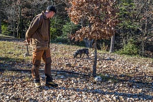 In Frankreich nennt man die oft kreisrunde Stelle in der Nähe eines Baumes (hier Eiche) an der kein Gras wächst, Brullée. Das im Boden wachsende Mycel des kostbaren Speisepilzes verhindert, dass Gras oder andere Pflanzen an der Oberfläche wachsen. Daher ist ein Brullée Anzeiger für Stellen, an denen Trüffel wachsen. Tuber Melanosporum gehört zu den Hexenring bildenden Pilzarten
/ © Foto: Georg Berg