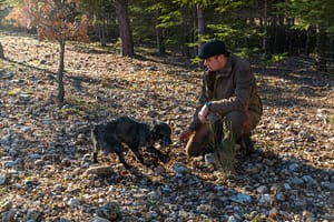 Zu Trüffelspürhunden abgerichtet werden können alle Hunderassen. Trüffelspürhund Manolo zeigt dem „Trufficulteur“ Tangay Demachy eine Fundstelle an. In der Hochsaison arbeiten auf der Domaine de Majestre 5 Trüffelsucher mit ihren Hunden. Sie werden pro Woche und nach Gewicht der Trüffel bezahlt / © Foto: Georg Berg