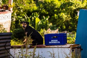 Ungeklärt bleibt, ob der Bierkasten schon bewacht war, als ihn die ersten Hasher zu Gesicht bekamen / © Foto: Georg Berg