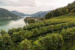 Die beste Lage auf dem Weingut Tenuta San Giogio mit Blick auf den Lago Lugano, Circolo d'Agno, Tessin / © Foto: Georg Berg