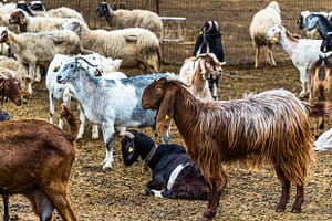 Die Aleppoziege hat markante lange Ohren. In Nordzypern wird sie wegen ihres hohen Milchertrags gehalten / © Foto: Georg Berg