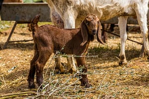 Die Aleppoziege hat markante lange Ohren. In Nordzypern wird sie wegen ihres hohen Milchertrags gezüchtet / © Foto: Georg Berg