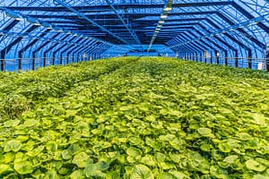 Wasabi soweit das Auge reicht. Das hochmoderne Gewächshaus von Nordic Wasabi wird mit Geothermie beheizt. Bewässerung und Beleuchtung werden voll automatisch gesteuert / © Foto: Georg Berg