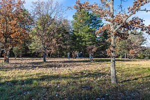Im Department Var werden für die Trüffelzucht Eichenbäume eingesetzt. Erst nach 10 Jahren können die ersten Trüffel an einem Baum geerntet werden. Im Alter von 20 - 30 Jahren werden die Trüffel kleiner, die an den Wurzeln der Bäume wachsen
/ © Foto: Georg Berg