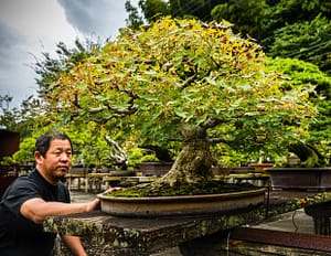 Der Bonsai hat schon viele Gärtnergenerationen erlebt/ © Foto: Georg Berg