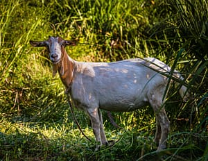 Ziegen finden auf Grenada das beste Futter weil das Land fruchtbar ist und genug Regen fällt. Übrigens sind Gerichte mit Ziegenfleisch auf der Insel eine kulinarische Delikatesse / © Foto: Georg Berg