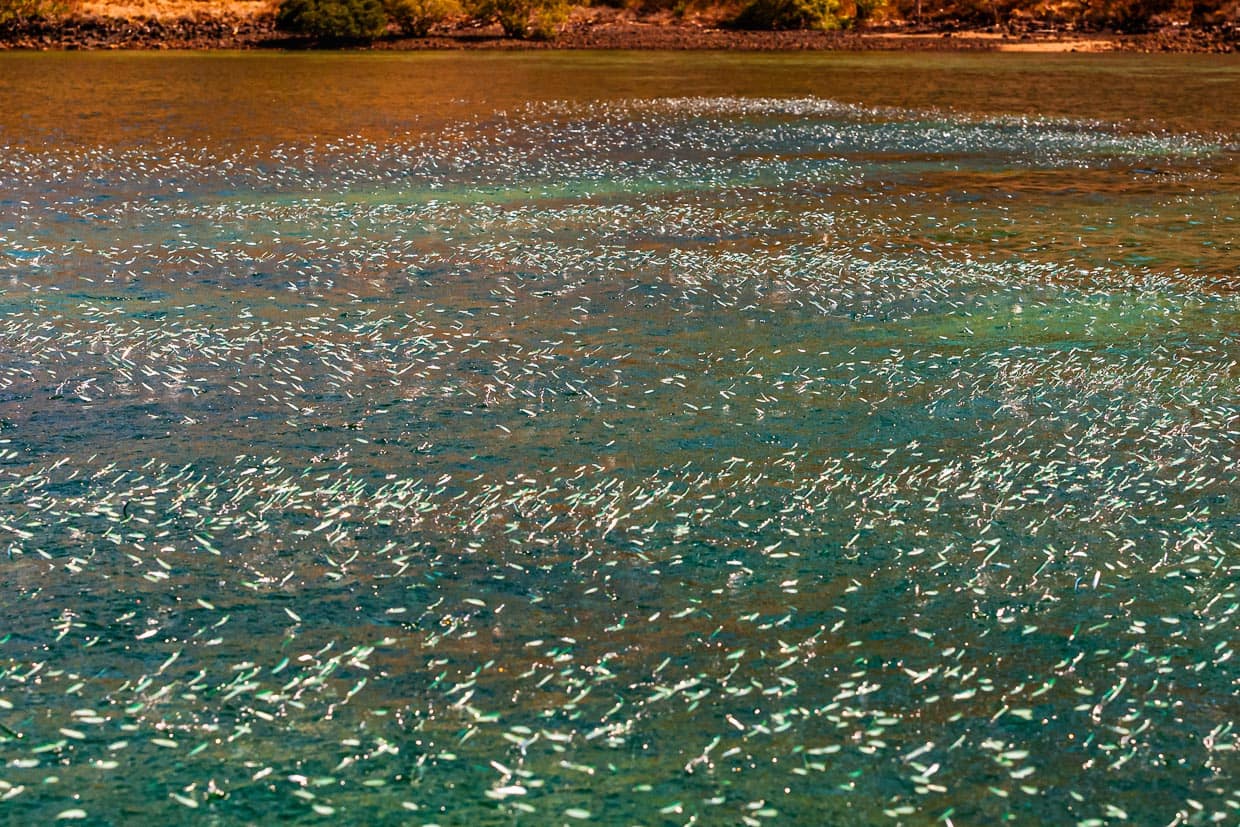Anchovis springen in Massen aus dem Wasser und zeigen damit das Vorhandensein von Raubfischen an / © Foto: Georg Berg