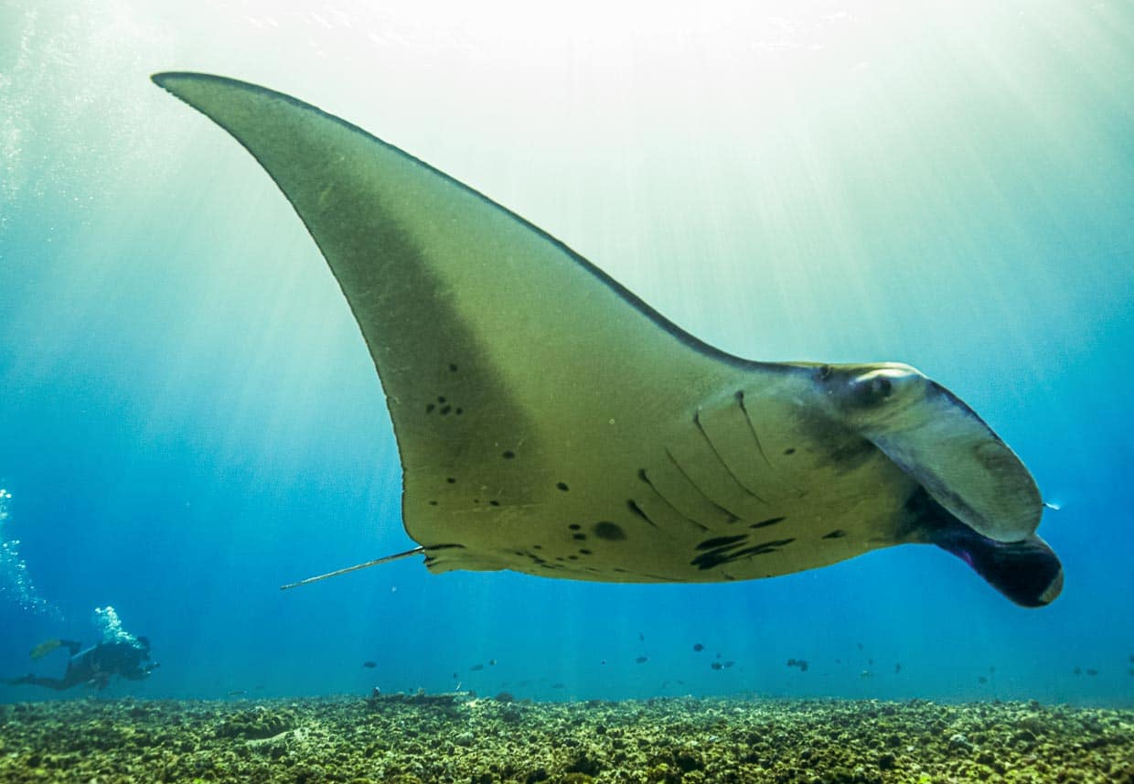 Riesige Teufelsrochen in ihrer Wellness-Oase. Schwärme von Putzerfischen sind an dieser Stelle des Ozeans eine angesagte Attraktion für große Fische / © True North, Foto: Oliver Oldroyd