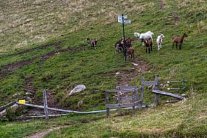 Ziegen an einer Absperrung mit Wanderzeichen in den Vogesen / © Foto: Georg Berg