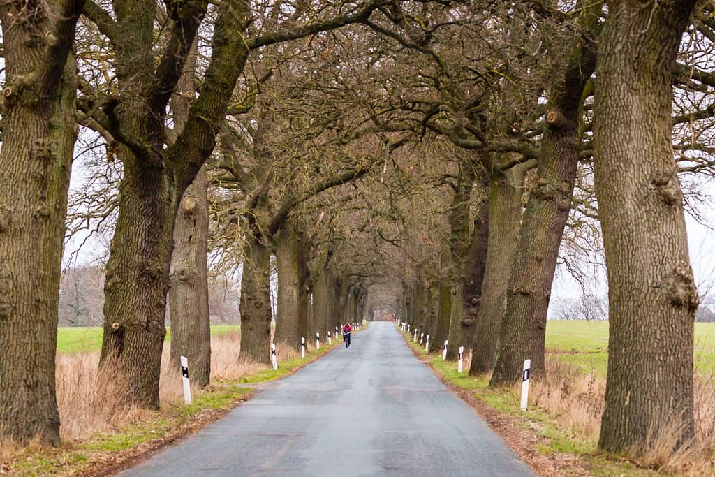 Eichenallee in Mecklenburg-Vorpommern / © Foto: Georg Berg